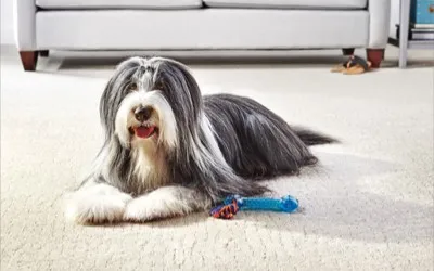 Pet perfect floor | Johnson Floor & Home