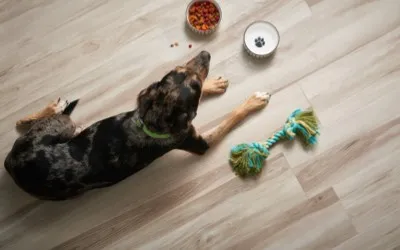 Pet perfect floor | Johnson Floor & Home